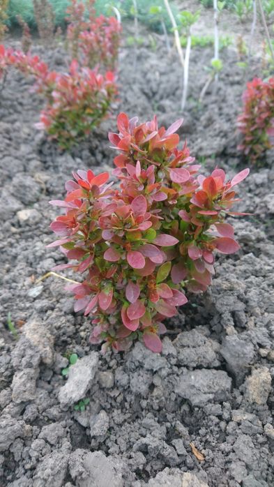 Барбарис карликовий, жимолость шапочна