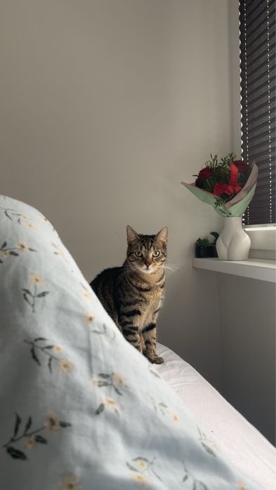 Koty do adopcji - dwaj bracia, 2 lata