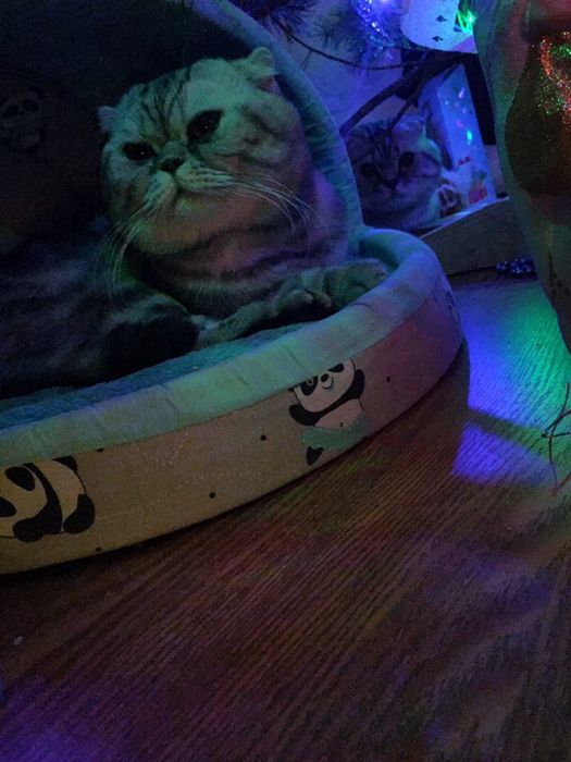 Мраморный вислоухий ищет на вязку кошечку