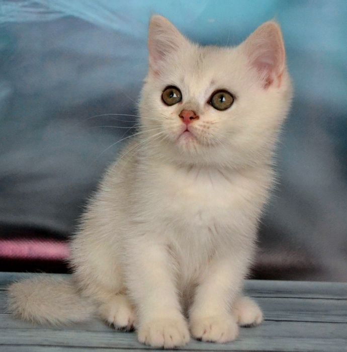 Нiжна дiвчинка та хлопчина - срiбляста шиншила