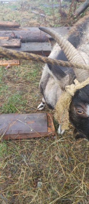 Продам козу породисту