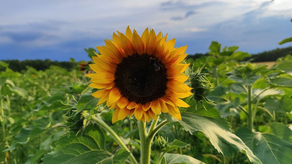 Słonecznik ozdobny nasiona