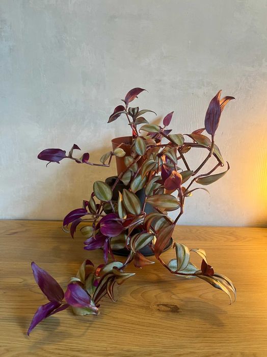 Trzykrotka (Tradescantia zebrina)