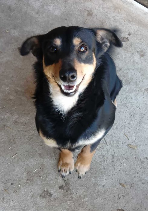 WESOŁY, łagodny, NIEDUŻY (10kg) Shon