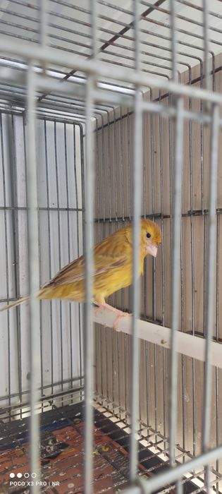 Canaria  timbrada espanhola
