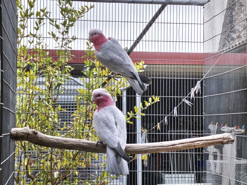 Catatuas Galán aves de 2025 com CITES próprios