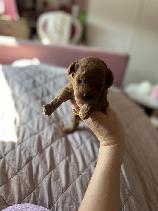 Pudel toy red płowy chłopak