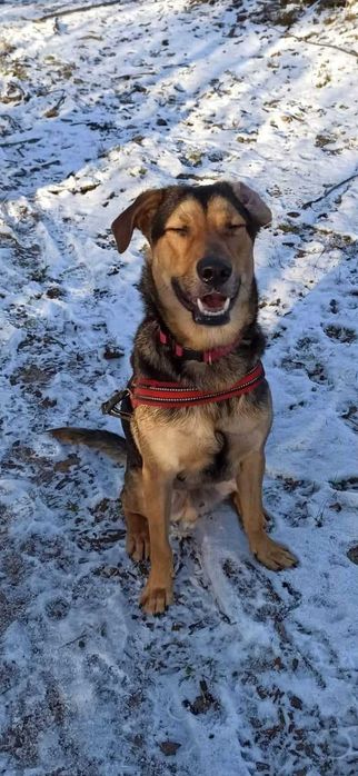 Bruno cudowny pies szuka domu