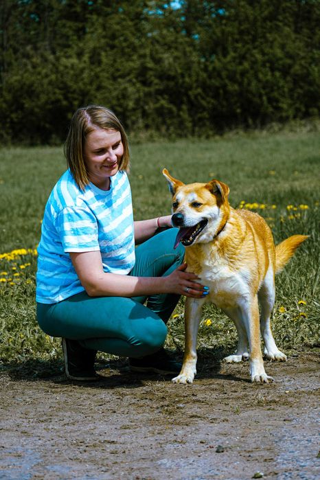 Aran - piękny pies szuka domu