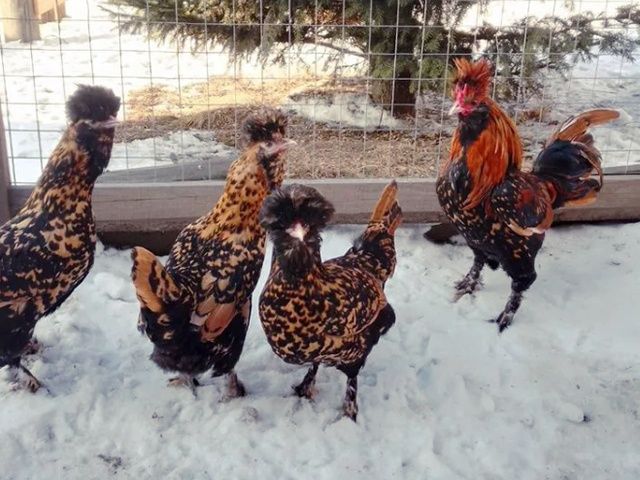 Інкубаційне яйце та курчата. Павлівська золото, срібло. Птиця.