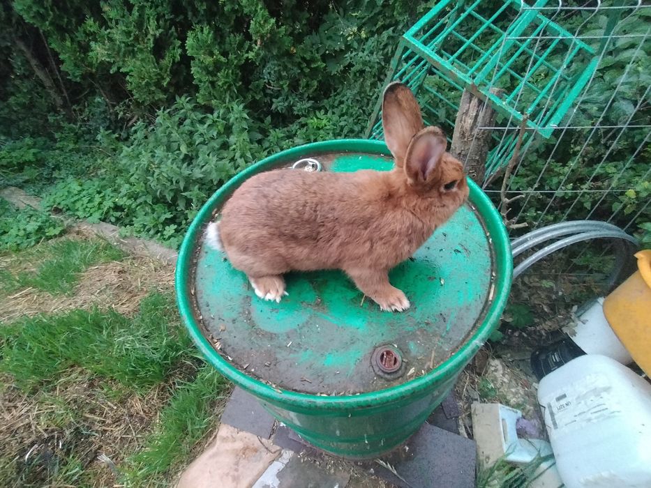 Sprzedam króliki samce i samice