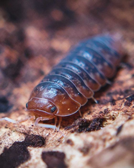 Sinodillo sp. "Vietnam", isopody, 10 szt.