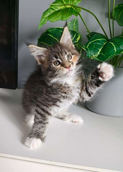 Kotka Maine Coon