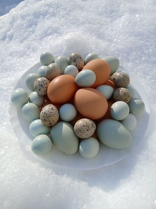 Інкубаційні яйця (мікс) Амераукана + Ломан Браун
