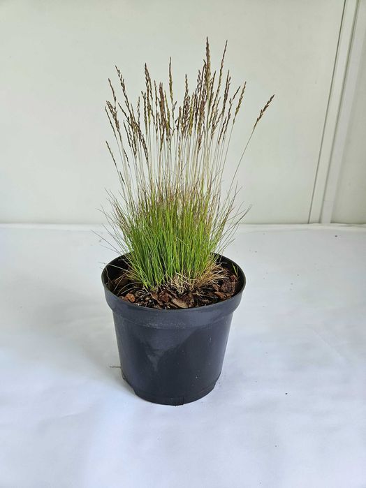 Kostrzewa Woblera (Festuca ovina var. woblery)