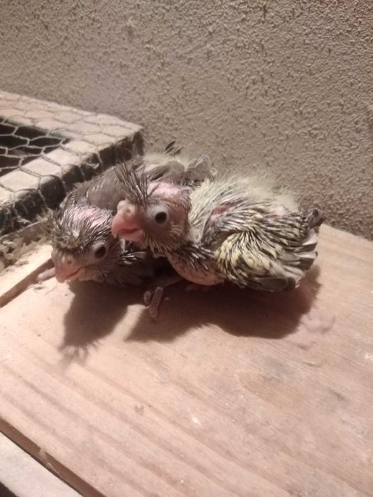 Disponíveis caturras de 2025