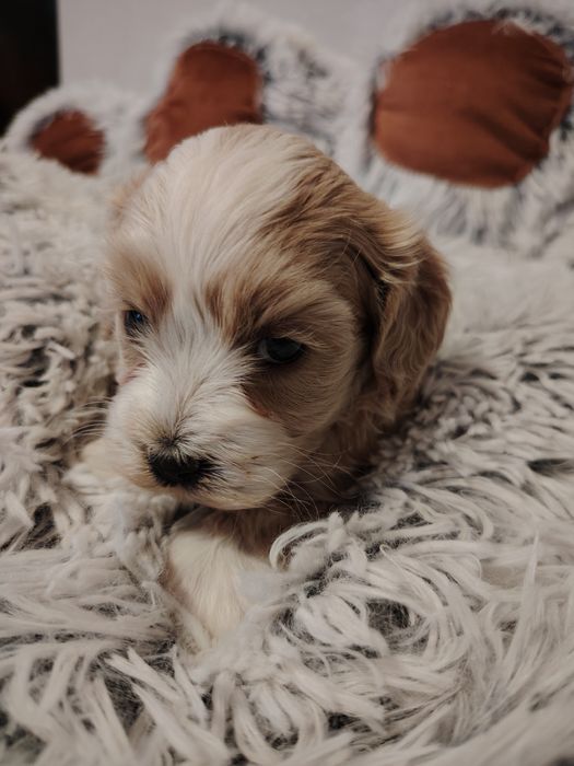 Maltipoo dziewczynka