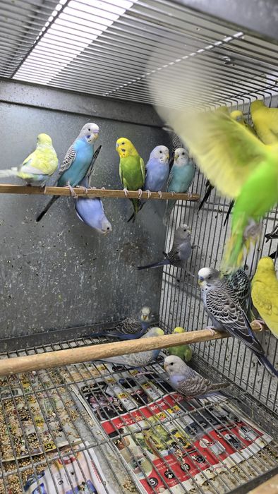 Periquitos de diferentes mutações