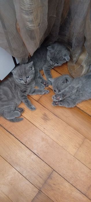 Шотландські кошенята