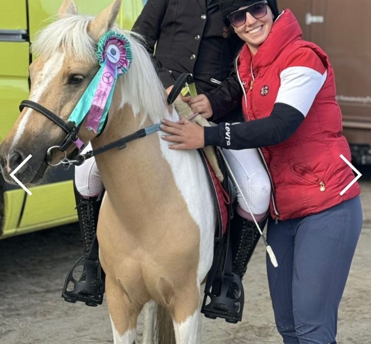 IZABELOWATOSROKATA Kucynka na sprzedaż rozważę zamiany