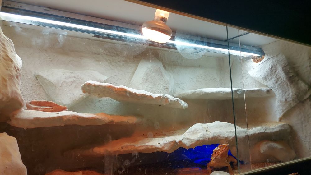 Agama kompletne terarium