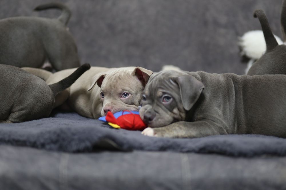 Ambully , Bully, pocket