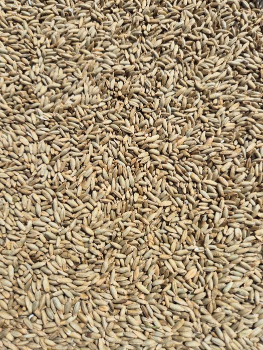 Żyto hybrydowe Jethro