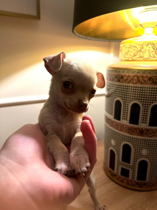 Prześliczna mini chihuahua