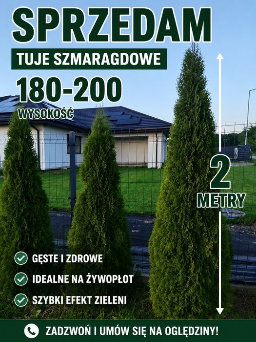 Duże Tuje Szmaragd – Efektowny Żywopłot od Zaraz!