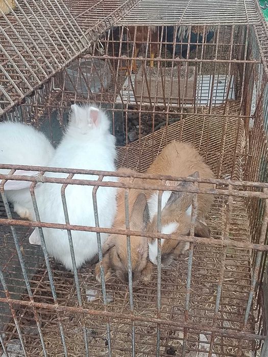 Vários Animais a venda