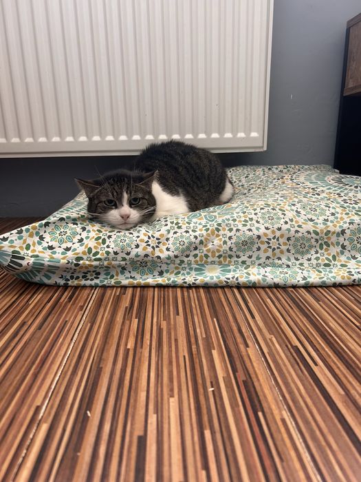 Kotka Misia do adopcji