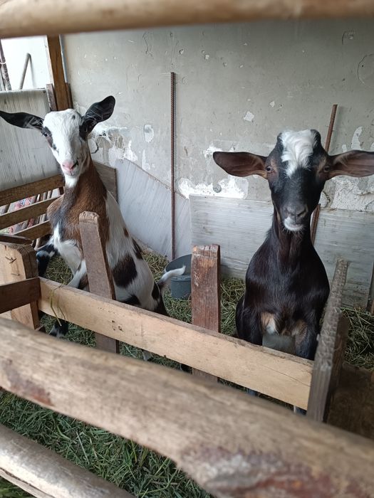 Козенятка альпонубійці шукають нову домівку та люблячих господар коза