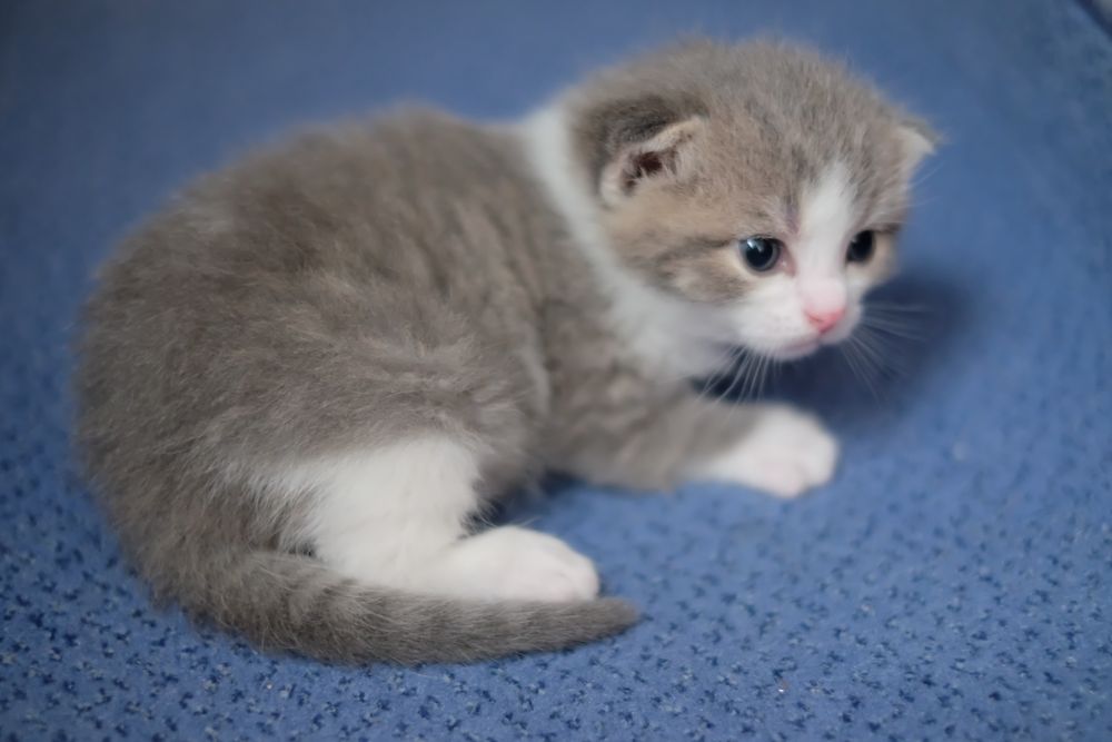 kitten - Коти - OLX.ua