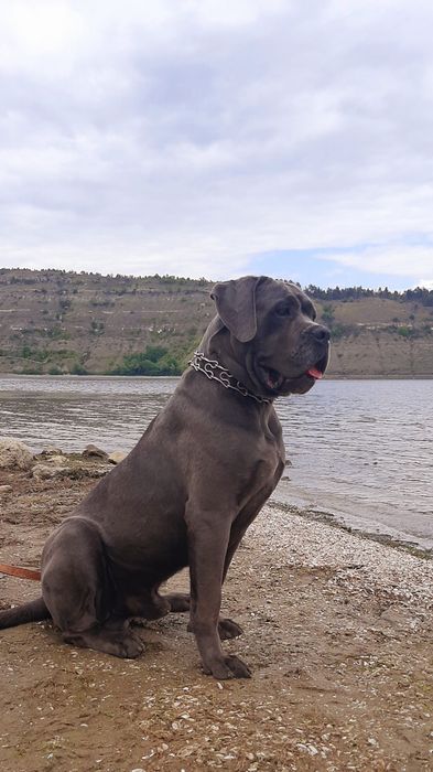 Кане корсо,,,Цезар,,вязка сірого кабеля