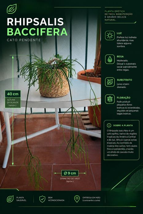 Rhipsalis baccifera // planta interior