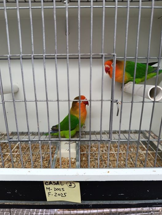 Casal de agapórnis fischeris verdes  ancestrais