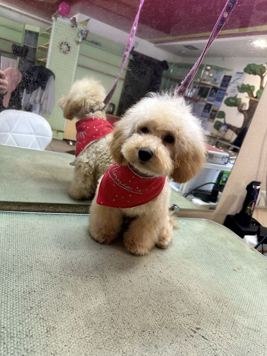 Красавчик пудель мальчик