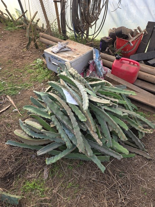 Mudas [ plantas] de Pitayas de diversas Variedades.