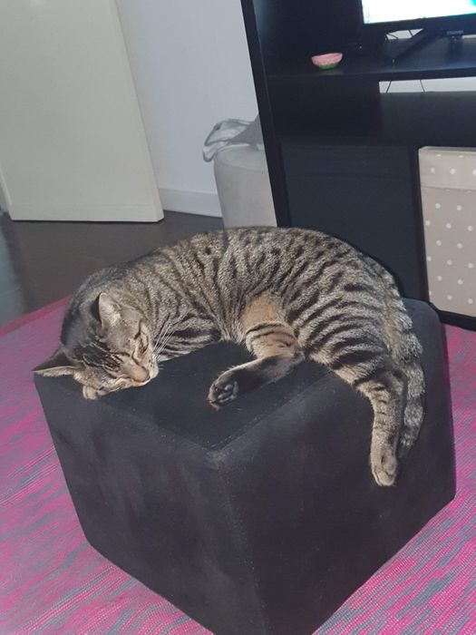 Gatinha para adoção