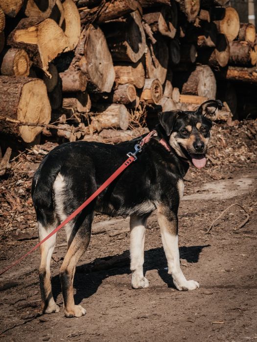 Młoda Pola szuka kochającego domu