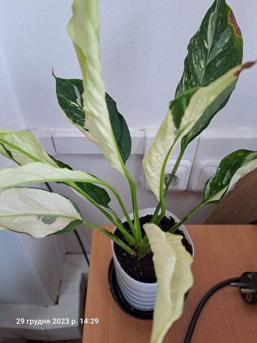 Спатіфілум Даймонд Доміно