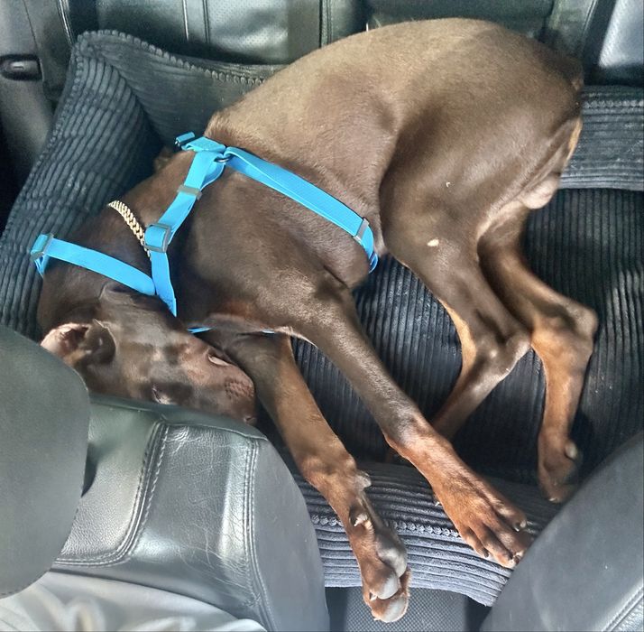 Перевезення тварин по Україні і Європі котів собак перевозка животных