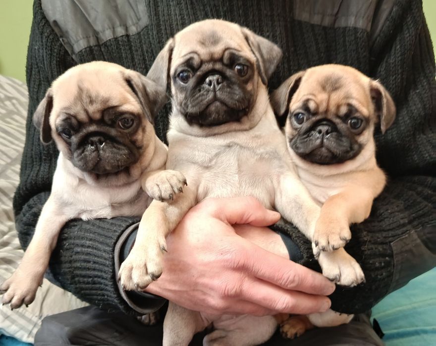 Мопс щенок -лучший подарок к Новому году!