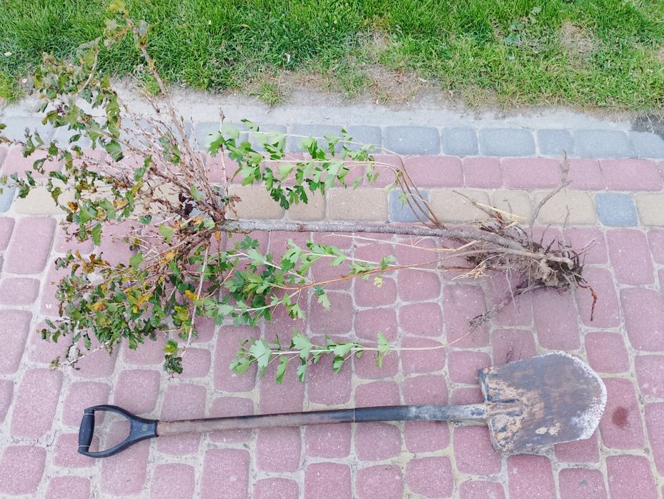 Agrest  na  pniu  zielony