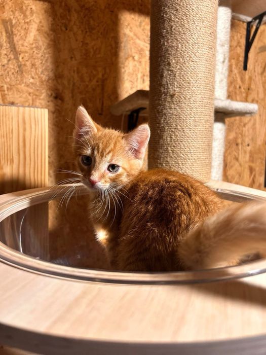 Cudowny, młody kocurek - do adopcji na dokocenie bądz w 2paku!