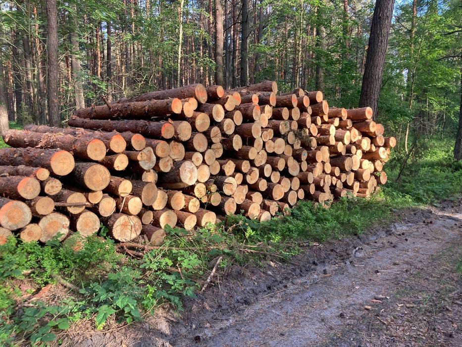 Drewno na palety, opał