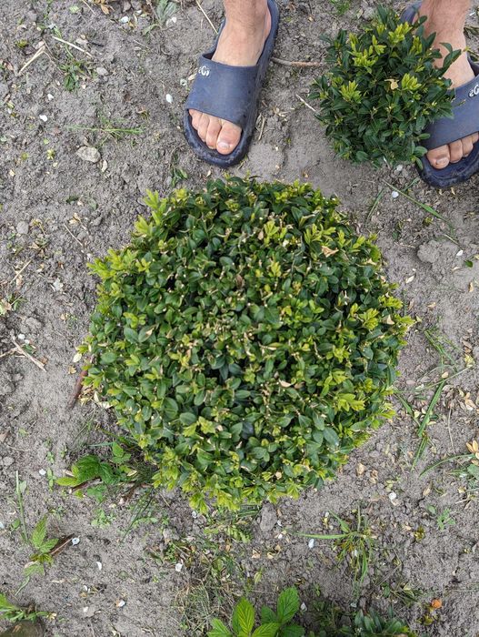 Самшит стрижений КУЛЯ