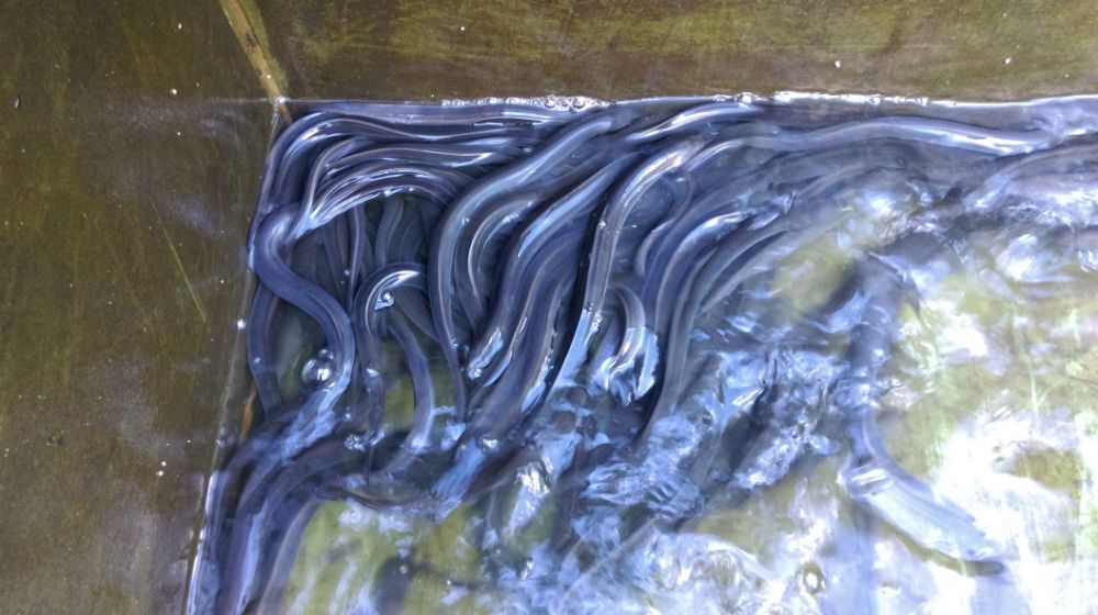 Jesiotr Rosyjski Syberyjski Bester RS Siewruga Sterlet biały Węgorz