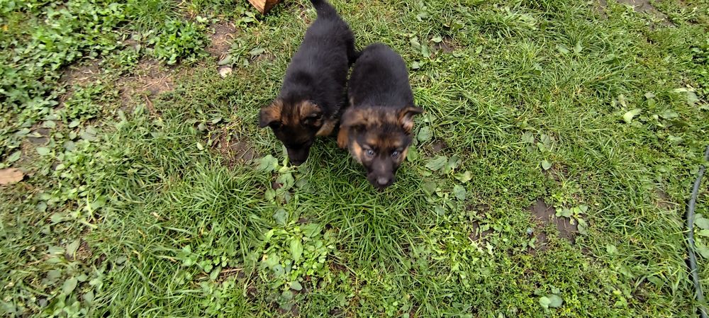 Продам цуценят Німецької вівчарки.
