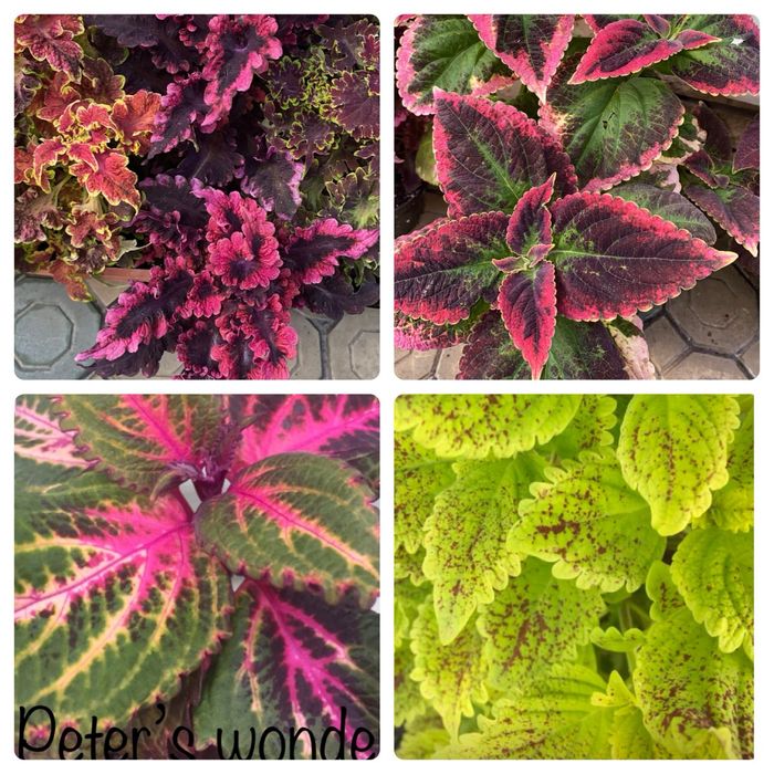 Колеуси сортові зрізі вкоріненІпомея страдесканція